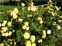 5fa3446b-Picture 4510.jpg